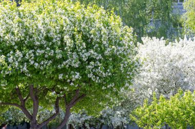 Bahar manzara fotoğrafları. Çiçek açması elma ağaçlarının