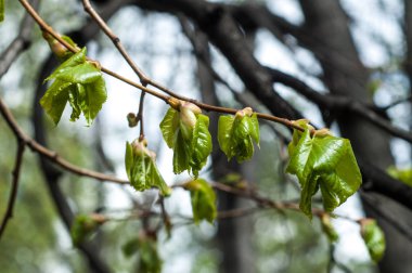 Arka plan resmi, bahar peyzaj, ağaçlar ilk yaprak dokusu