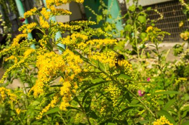 Solidago, goldenrods, yaygın olarak adlandırılan bir tür Aster, bitki ailesindeki çiçekli bitki cinsidir. Bunların çoğu çok yıllık otsu türler açık yerlerde bulundu