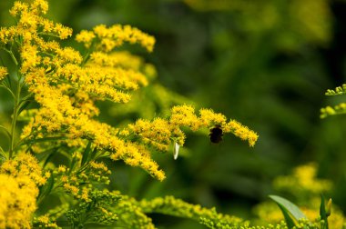 Solidago, goldenrods, yaygın olarak adlandırılan bir tür Aster, bitki ailesindeki çiçekli bitki cinsidir. Bunların çoğu çok yıllık otsu türler açık yerlerde bulundu