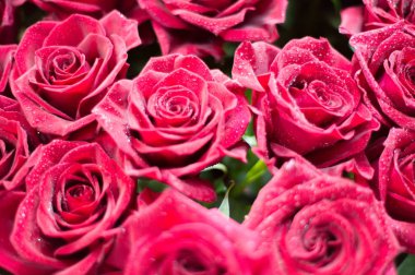 Bir buket gül fotoğraf. Bir dikenli çalı veya genellikle kırmızı, pembe, sarı veya beyaz güzel kokulu çiçekler, kuzey ılıman bölgelere yerli ayılar çalı. 