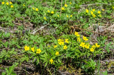 Anemon sarı orman çiçek çiçekli bitkiler buttercup ailesinin ılıman bölgelerde yerel yaklaşık 200 türü bir cinsidir.