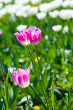 Yüksek gerilim enerji nakil hattı. Enerji ayağı. Gün batımı, şafakta. Elektrik