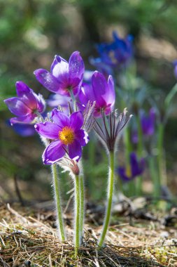 Bahar manzara. Çiçekleri içinde belgili tanımlık vahşi. Bahar çiçek Pulsatilla. Pasque çiçek ya da pasqueflower, Rüzgar çiçek, çayır bitkisi, Paskalya çiçek ve çayır anemone ortak adları dahil. 