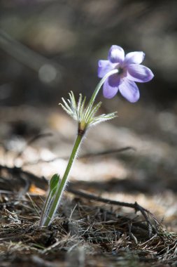 Bahar manzara. Çiçekleri içinde belgili tanımlık vahşi. Bahar çiçek Pulsatilla. Pasque çiçek ya da pasqueflower, Rüzgar çiçek, çayır bitkisi, Paskalya çiçek ve çayır anemone ortak adları dahil. 