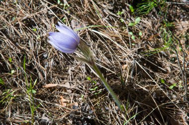 Bahar manzara. Çiçekleri içinde belgili tanımlık vahşi. Bahar çiçek Pulsatilla. Pasque çiçek ya da pasqueflower, Rüzgar çiçek, çayır bitkisi, Paskalya çiçek ve çayır anemone ortak adları dahil. 