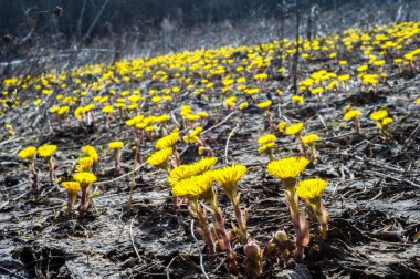 Coltsfoot bilinen Tussilago farfara bitki papatya ailesindeki groundsel kabile bir bitkidir