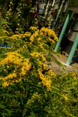 Solidago, goldenrods, yaygın olarak adlandırılan bir tür Aster, bitki ailesindeki çiçekli bitki cinsidir. Bunların çoğu çok yıllık otsu türler açık yerlerde bulundu