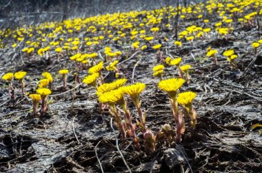Coltsfoot bilinen Tussilago farfara bitki papatya ailesindeki groundsel kabile bir bitkidir