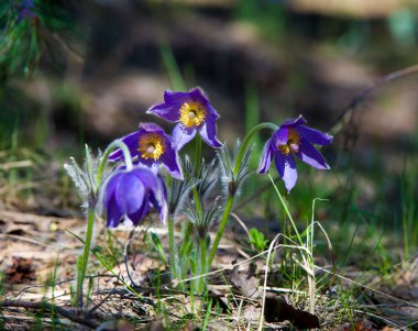 Bahar manzara. Çiçekleri içinde belgili tanımlık vahşi. Bahar çiçek Pulsatilla. Pasque çiçek ya da pasqueflower, Rüzgar çiçek, çayır bitkisi, Paskalya çiçek ve çayır anemone ortak adları dahil. 
