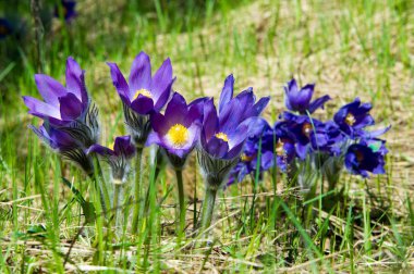Bahar manzara. Çiçekleri içinde belgili tanımlık vahşi. Bahar çiçek Pulsatilla. Pasque çiçek ya da pasqueflower, Rüzgar çiçek, çayır bitkisi, Paskalya çiçek ve çayır anemone ortak adları dahil. 