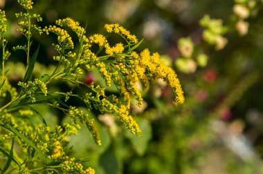 Solidago, goldenrods, yaygın olarak adlandırılan bir tür Aster, bitki ailesindeki çiçekli bitki cinsidir. Bunların çoğu çok yıllık otsu türler açık yerlerde bulundu