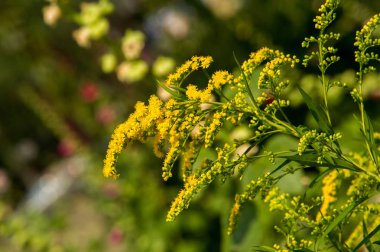 Solidago, goldenrods, yaygın olarak adlandırılan bir tür Aster, bitki ailesindeki çiçekli bitki cinsidir. Bunların çoğu çok yıllık otsu türler açık yerlerde bulundu