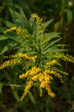 Solidago, goldenrods, yaygın olarak adlandırılan bir tür Aster, bitki ailesindeki çiçekli bitki cinsidir. Bunların çoğu çok yıllık otsu türler açık yerlerde bulundu