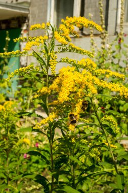 Solidago, goldenrods, yaygın olarak adlandırılan bir tür Aster, bitki ailesindeki çiçekli bitki cinsidir. Bunların çoğu çok yıllık otsu türler açık yerlerde bulundu