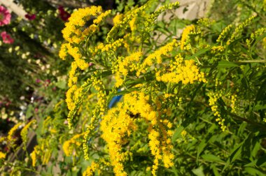 Solidago, goldenrods, yaygın olarak adlandırılan bir tür Aster, bitki ailesindeki çiçekli bitki cinsidir. Bunların çoğu çok yıllık otsu türler açık yerlerde bulundu