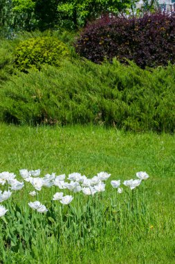 Bahar kentsel peyzaj. Şehir parkları. büyük şehir parkı yeşil çim alanı. güzel sabah ışık yeşil çim sahası ile kamu parki