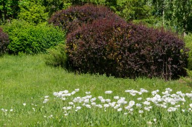 Bahar kentsel peyzaj. Şehir parkları. büyük şehir parkı yeşil çim alanı. güzel sabah ışık yeşil çim sahası ile kamu parki