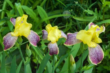 Iris bir yaklaşık 260-300, tür gösterişli çiçekli çiçekli bitki cinsidir. Yunanca kelime adını Yunan tanrıçası Iris gökkuşağının adıdır aynı zamanda bir gökkuşağı için alır.