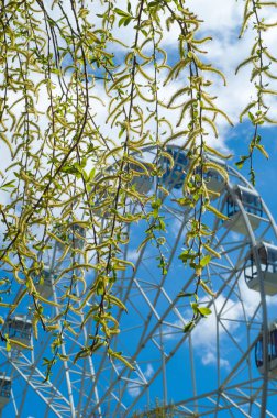 Arka plan resmi, bahar manzara, gökyüzü arka plan üzerinde küpeli söğüt dalı doku. Çiçekli willow. Ağlayan ağaç bahar söğüt. Çiçek - küpe. Dönme dolap içinde belgili tanımlık geçmiş