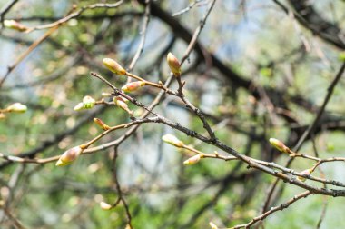 Arka plan resmi, bahar peyzaj, ağaçlar ilk yaprak dokusu