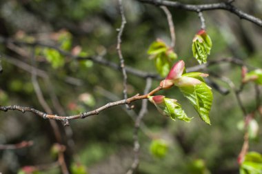 Arka plan resmi, bahar peyzaj, ağaçlar ilk yaprak dokusu