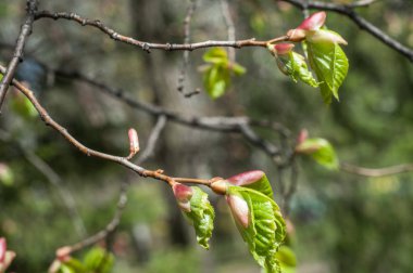 Arka plan resmi, bahar peyzaj, ağaçlar ilk yaprak dokusu