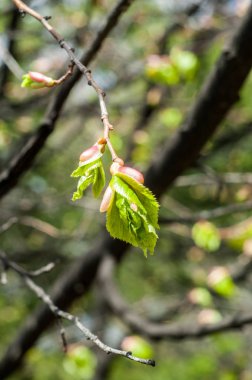 Arka plan resmi, bahar peyzaj, ağaçlar ilk yaprak dokusu