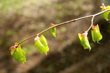 Arka plan resmi, bahar peyzaj, ağaçlar ilk yaprak dokusu