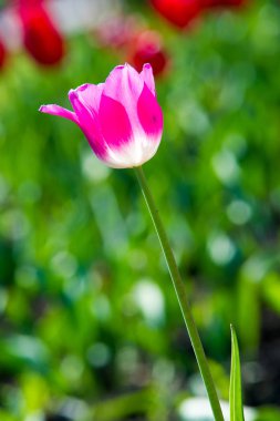Yüksek gerilim enerji nakil hattı. Enerji ayağı. Gün batımı, şafakta. Elektrik