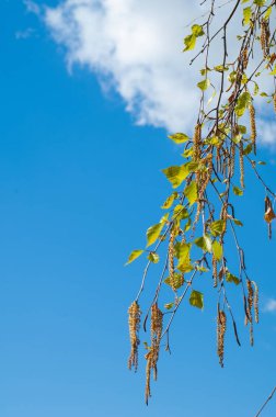 Arka plan resmi, bahar peyzaj, ağaçlar ilk yaprak dokusu