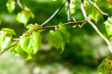 Arka plan resmi, bahar peyzaj, ağaçlar ilk yaprak dokusu
