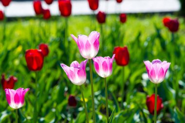 Yüksek gerilim enerji nakil hattı. Enerji ayağı. Gün batımı, şafakta. Elektrik
