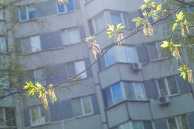 Arka plan resmi, bahar peyzaj, ağaçlar ilk yaprak dokusu