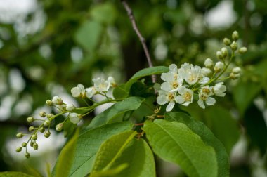Kuş kiraz, parlak arkadan aydınlatmalı gökyüzü karşı dalı closeup. kuş kiraz çiçekleri