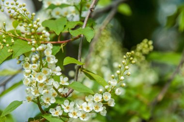 Bahar tebrik kartı, çiçeği kuş kiraz. Bir kaplumbağa şube Close-up parlak gökyüzü karşı yaktı. Kuş-kiraz ağaç izole çiçeklenme. kuş kiraz içinde güneşli çiçekler gün, yakın çekim