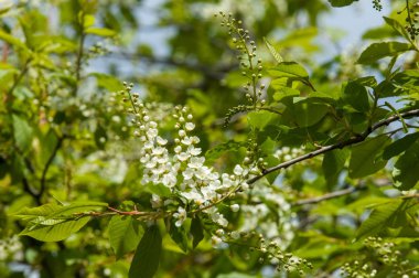 Bahar tebrik kartı, çiçeği kuş kiraz. Bir kaplumbağa şube Close-up parlak gökyüzü karşı yaktı. Kuş-kiraz ağaç izole çiçeklenme. kuş kiraz içinde güneşli çiçekler gün, yakın çekim