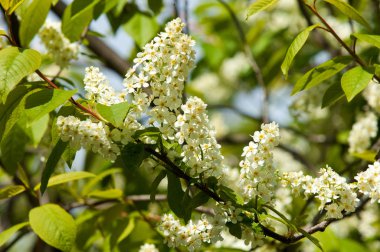 Bahar tebrik kartı, çiçeği kuş kiraz. Bir kaplumbağa şube Close-up parlak gökyüzü karşı yaktı. Kuş-kiraz ağaç izole çiçeklenme. kuş kiraz içinde güneşli çiçekler gün, yakın çekim
