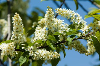 Bahar tebrik kartı, çiçeği kuş kiraz. Bir kaplumbağa şube Close-up parlak gökyüzü karşı yaktı. Kuş-kiraz ağaç izole çiçeklenme. kuş kiraz içinde güneşli çiçekler gün, yakın çekim