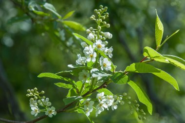 Bahar tebrik kartı, çiçeği kuş kiraz. Bir kaplumbağa şube Close-up parlak gökyüzü karşı yaktı. Kuş-kiraz ağaç izole çiçeklenme. kuş kiraz içinde güneşli çiçekler gün, yakın çekim