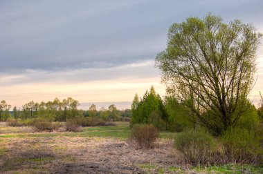 Bahar peyzaj, gündoğumu gündoğumu. Çayır ağaçları, kırsal manzara ile. manzara. Alan ve çim. 