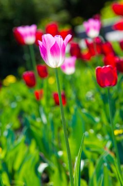Yüksek gerilim enerji nakil hattı. Enerji ayağı. Gün batımı, şafakta. Elektrik