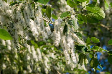 Yaz manzara. Kavak kabartmak. Kavak kabartmak alerji için sorumlu değil, yaz kavak kabartmak ile başlar. Sihirli kavak. Gizemli kavak kabartmak