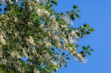 Yaz manzara. Kavak kabartmak. Kavak kabartmak alerji için sorumlu değil, yaz kavak kabartmak ile başlar. Sihirli kavak. Gizemli kavak kabartmak