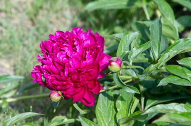 Çiçekler peonies. uzun onun gösterişli çiçekler için ekili olmuştur bir otsu ya da çalı bitki kuzey ılıman bölgelerin.