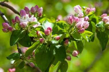 Bahar peyzaj, elma ağacı çiçek. Güzel bahar çiçek açan ağaç, yumuşak beyaz çiçekler, yeşil yumuşak odak arka plan, bahar zaman doğa sınırında taze kiraz çiçeği