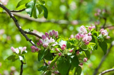 Bahar peyzaj, elma ağacı çiçek. Güzel bahar çiçek açan ağaç, yumuşak beyaz çiçekler, yeşil yumuşak odak arka plan, bahar zaman doğa sınırında taze kiraz çiçeği