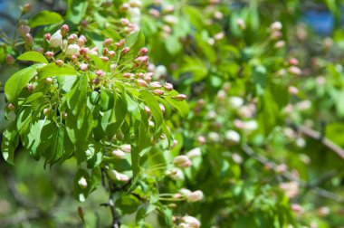 Bahar peyzaj, elma ağacı çiçek. Güzel bahar çiçek açan ağaç, yumuşak beyaz çiçekler, yeşil yumuşak odak arka plan, bahar zaman doğa sınırında taze kiraz çiçeği