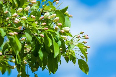 Bahar peyzaj, elma ağacı çiçek. Güzel bahar çiçek açan ağaç, yumuşak beyaz çiçekler, yeşil yumuşak odak arka plan, bahar zaman doğa sınırında taze kiraz çiçeği