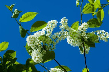 Bahar peyzaj, kuş kiraz çiçekleri. çiçekli kuş kiraz ağacı. mavi gökyüzü önünde kuş kiraz Şubesi. Kopya alanı